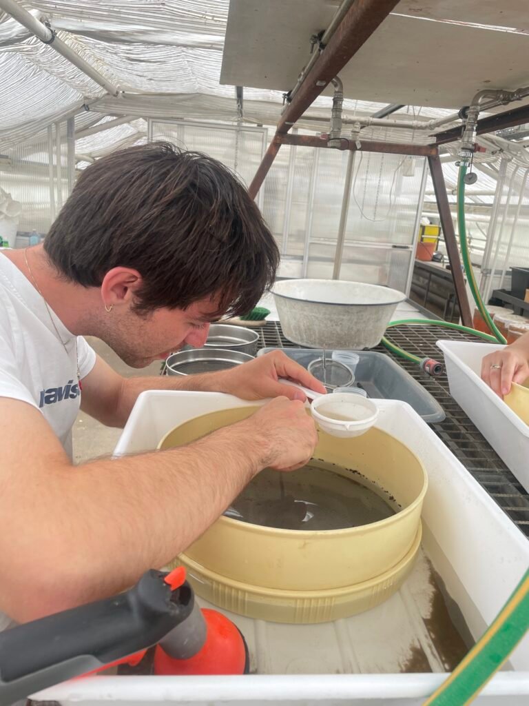 Root washing wurzelnwaschen 2025